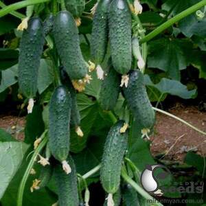 Огірок «Мадіта» F1 1000 с. Семініс, (Seminis)