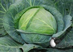 Капуста білокачанна середньо пізня, 