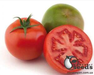 Томат 