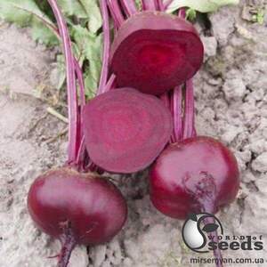 Буряк столовий Водан / Wodan F1 5000  нас. (Bejo)