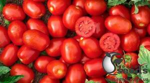 Томат 
