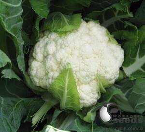 Капуста цвітна 