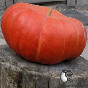 Гарбуз сорт 