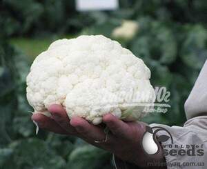 Капуста цвітна 