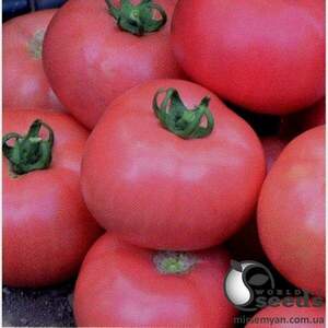 Томат 