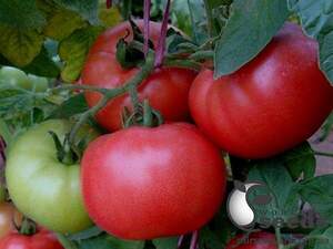 Томат 