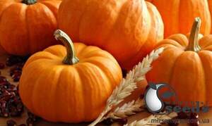 Насіння гарбуза 