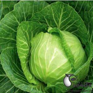 Насіння капусти 