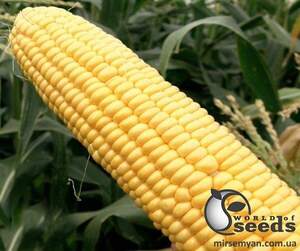 Кукурудза Турбін F1 20 семена Л