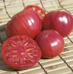 Томат Торбей F1 10 семена Л