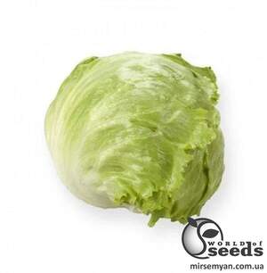 Салат Платінас 10 семена Л