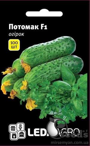 Огірок Потомак F1 - 100 насінин Л (Seminis)