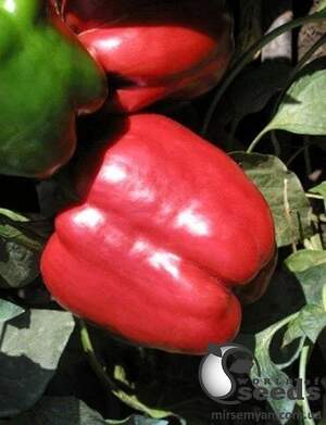 Перець Червоний лицар F1 50 семена Л