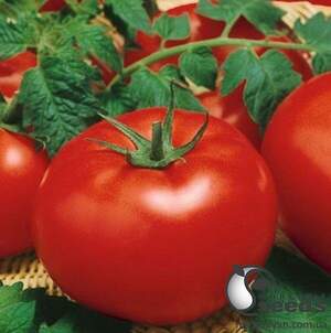 Томат Біг Біф F1 - 100 насінин Л (Seminis)