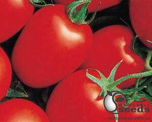 Томат «Які» F1 100 насінин, Л