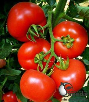 Томат 