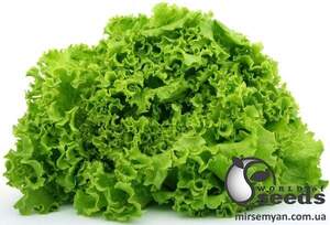 Салат Крістабель 1 000 семена (Enza Zaden)