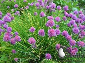 Цибуля шнит 