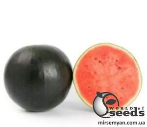 Насіння кавуна Конгуїта F1 100 с. Rijk Zwaan