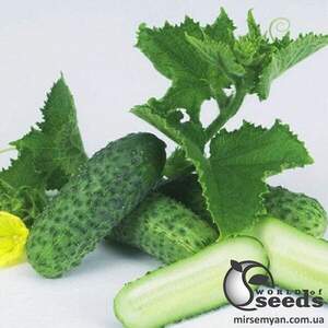 Огірок Шакті F1 - 100 с (Rijk Zwaan)