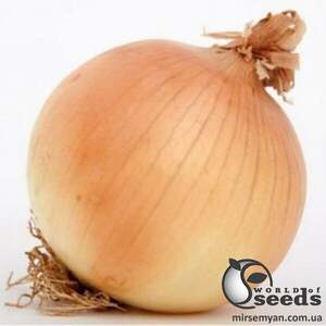 Насіння цибулі Саратога F1 250 000 Хазера (Hazera)