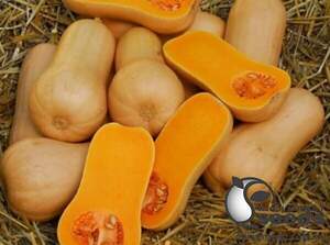 Гарбуз Плуто F1 1000 с., Sakata