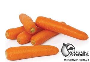 Насіння моркви Натива F1 100 000 с., Sakata