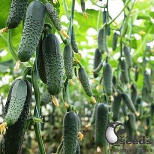 Насіння огірка Посейдон F1 100 с. Solare Sementi