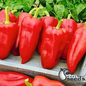 Насіння перцю Сенатор F1 5 г. Solare Sementi