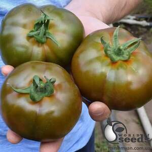 Насіння томату Блек Кінг F1 (ТС 03-0079 F1) 100 с. Solare Sementi