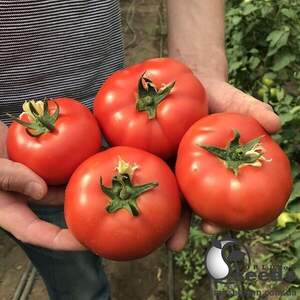 Насіння томату Вегас (TS 02-5176) 250 с. Solare Sementi