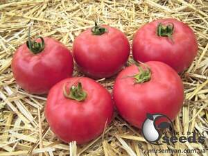 Насіння томату Пілігрим 250 с. Solare Sementi