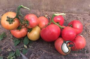 Насіння томату Різотта F1 250 с. Solare Sementi