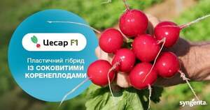 Редис Цесар F1 / Cesar F1 10 000 семян. (Syngenta) Редис Цесар F1 / Cesar F1 10 000 семян. (Syngenta)