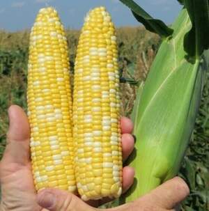 Кукуруза сахарная БСС1075 F1 100 000 семян. (Syngenta) Кукуруза сахарная БСС1075 F1 100 000 семян. (Syngenta)
