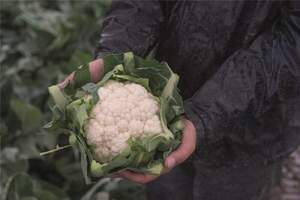 Капуста цвітна Алкала F1/ Alcala F1  2500 нас. (Bejo)