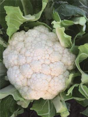 Капуста цвітна Зарагоза/ Zaragoza F1  2500 нас. (Bejo)