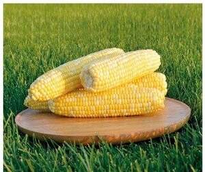 Кукурудза 