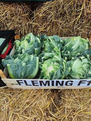 Капуста цветная Флеминг/ Fleming F1,  1000 семян. (Syngenta)